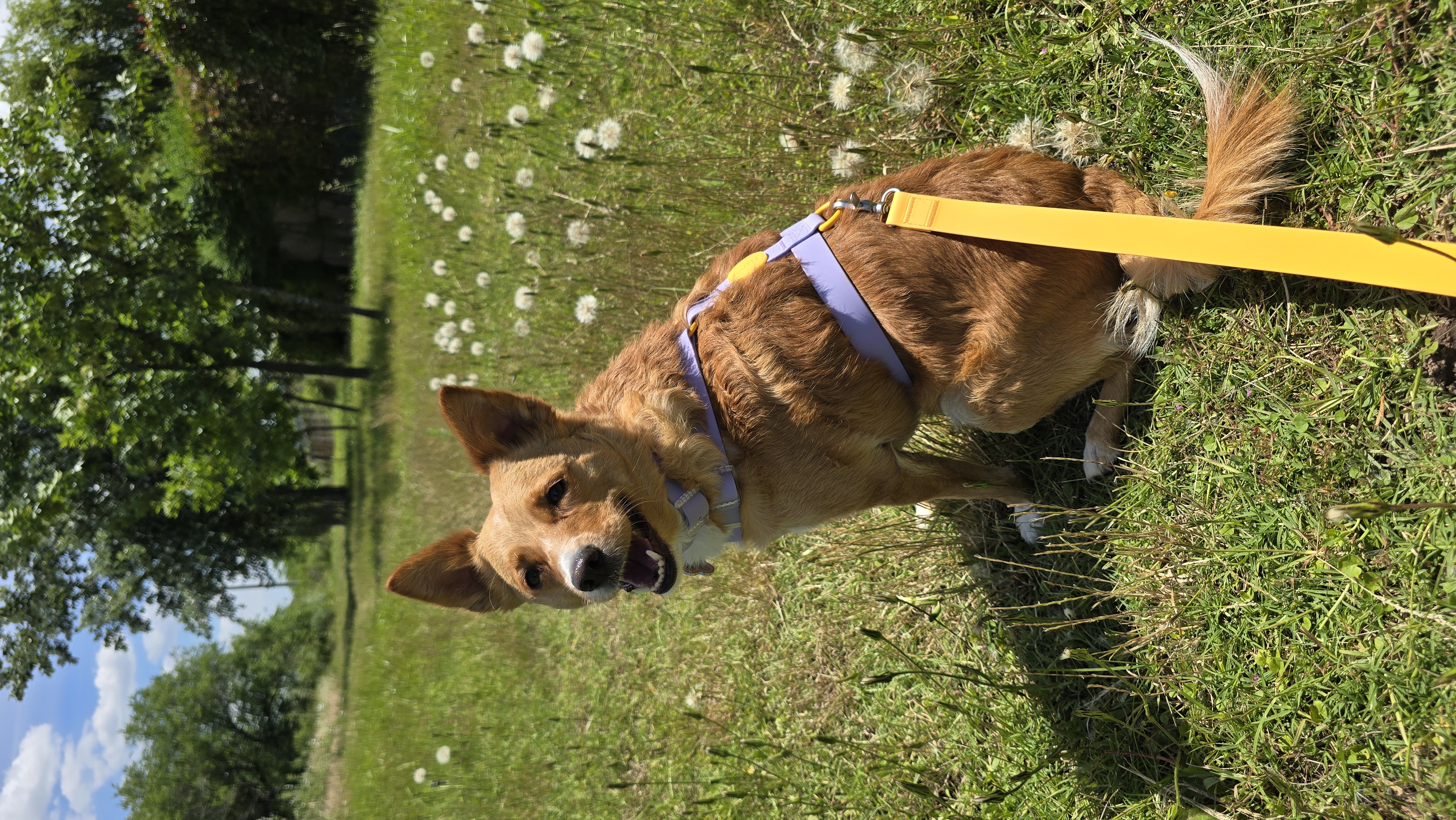 HUDI Walk - Imagen 2