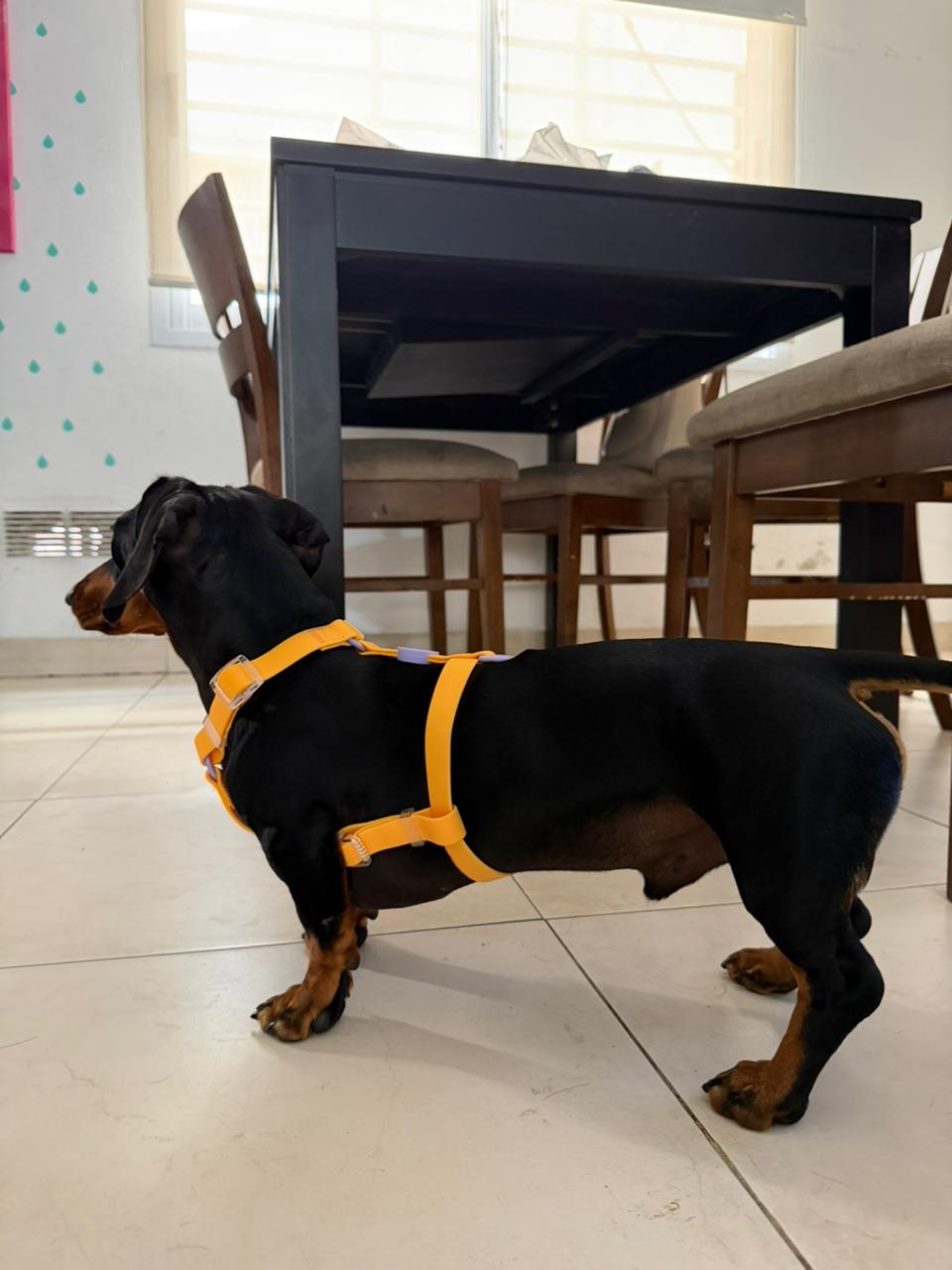 HUDI Walk - Imagen 1